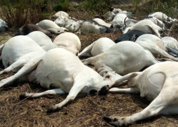 Tension in Plateau as 36 Cows Killed, 42 Poisoned
