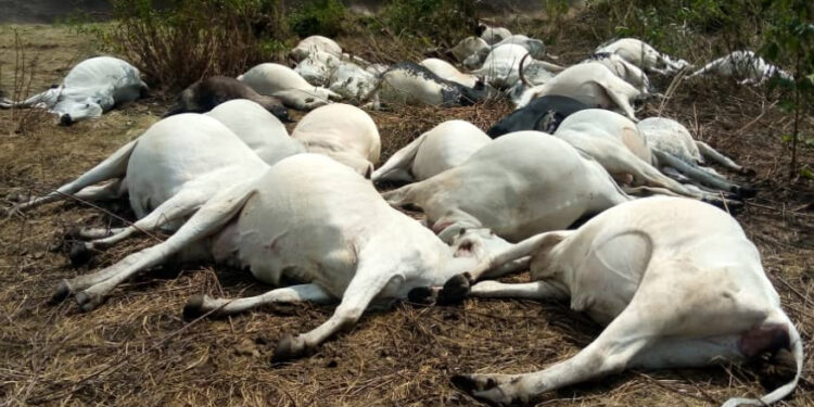 Tension in Plateau as 36 Cows Killed, 42 Poisoned