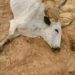 18 Cows Die After Grazing on Fumigated Farmland in Plateau