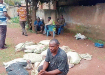 Vendor Selling Vulture Meat as Chicken Nabbed in Abuja