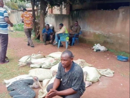 Vendor Selling Vulture Meat as Chicken Nabbed in Abuja