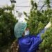 Thailand Legalises Growing, Consumption Of Marijuana