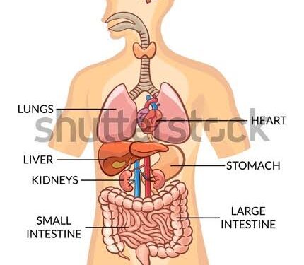 💦 MAN and WATER  The temperature of water entering the body determines the life span of a person.