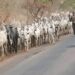 Tragedy on the River Benue: Over 100 Cattle Dead Amid Fears of Renewed Herder-Farmer Tensions