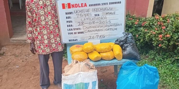 75-Year-Old Grandpa Arrested as NDLEA Destroys 178,000kg Skunk in Taraba Forest