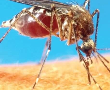 Mosquitoes Discovered in Iceland for the First Time